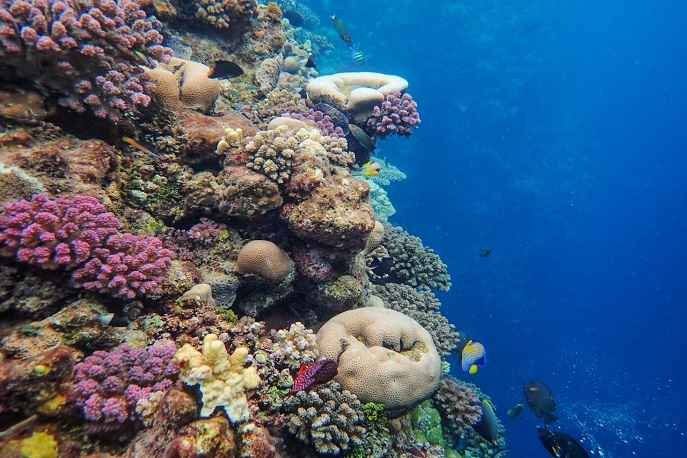 Vibrant coral reef teeming with marine life in the Quirimbas Archipelago.