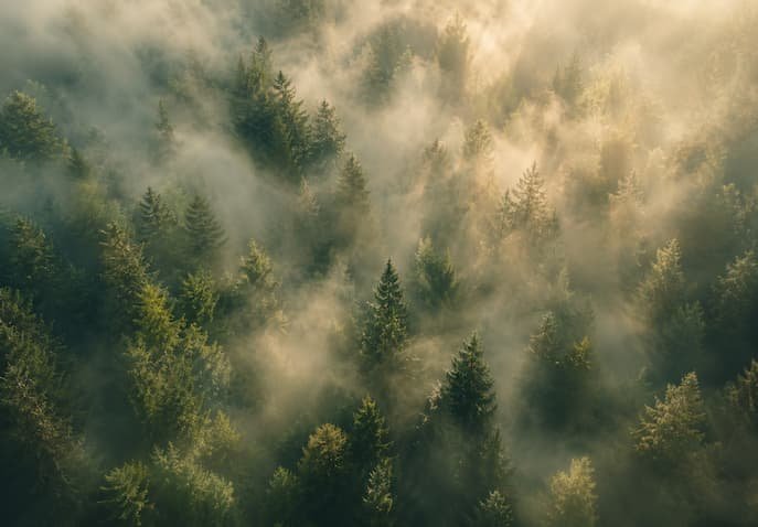 Aerial view of misty pine forest with golden sunlight rays representing nature therapy, ecotherapy, mindfulness, and forest bathing wellness travel